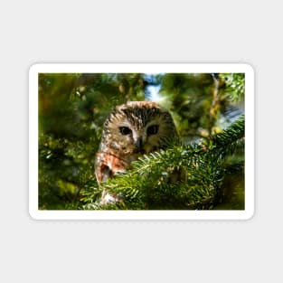 Northern Saw Whet Owl - Amherst Island, Ontario, Canada Magnet