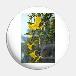 Carolina jessamine (Gelsemium sempervirens) (C033/6431) Pin