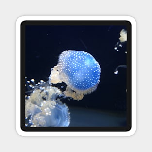 Jellyfish Magnet