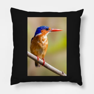 Malachite Kingfisher, Zambia Pillow