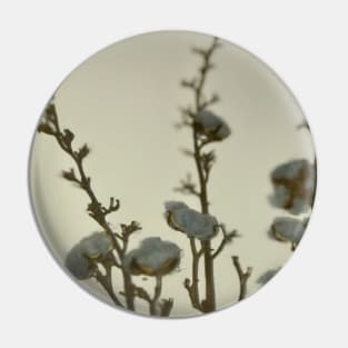 Macro view of natural grey blue cotton balls with three twigs leaning against the white wall  in the corner Pin