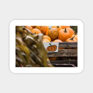 pumpkins for sale Magnet