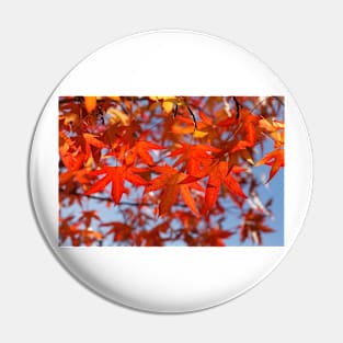 Maple (Acer ), red autumn leaves on a tree, Germany Pin