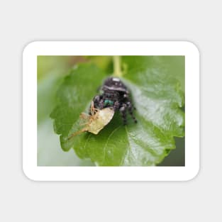 Phidippus audax (bold jumping spider) with prey (stinkbug) Magnet