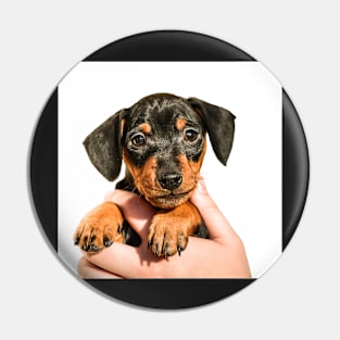 Pinscher puppy in hand Pin