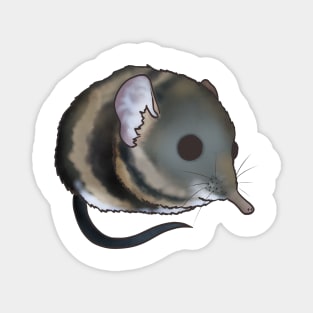 Elephant Shrew Magnet