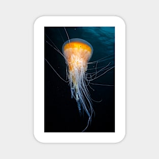 Egg-yolk jellyfish (C032/5364) Magnet