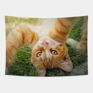 Playful orange kitten Tapestry