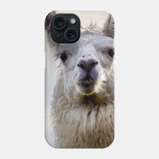 Cute Alpaca Portrait Wall Art Photograph Phone Case