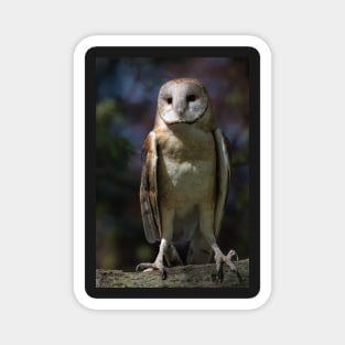 Barn Owl Magnet