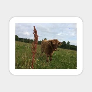 Scottish Highland Cattle Calf 1475 Magnet