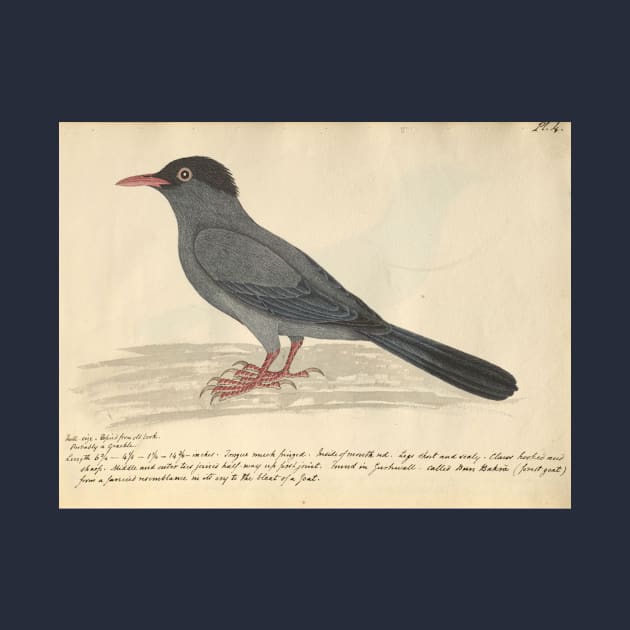 Black Bulbul by Frederick John Shore by Amanda1775