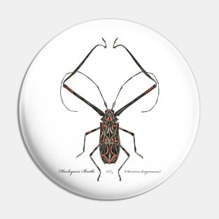 Harlequin Beetle - 2 Pin