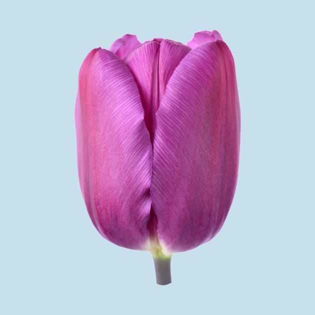 Tulipa  &#39;Purple Flag&#39;    Triumph Tulip by chrisburrows