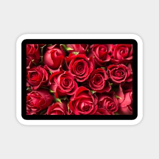 valentine's rose Magnet