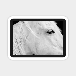 Portrait of White Horse Magnet