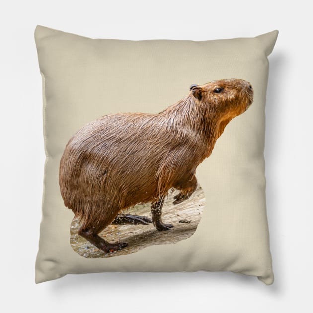 Out for a run Capybara Pillow by dalyndigaital2@gmail.com