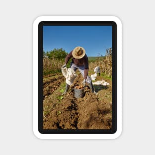 Potatoes harvest Magnet