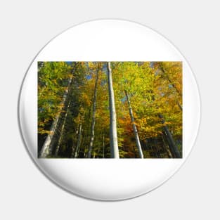 color trees Pin