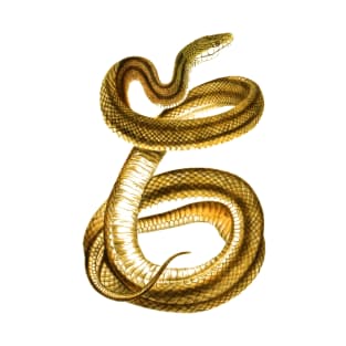 serpent,cobra,reptile,viper,venom,lizard,rattlesnake,king cobra,dragon,hydra,poison,venomous,plumber's snake,pythonidae,pythons,auger,python,squamata,serpentine,worm,big,ophidian,rattlesnakes,medusa,snakebite T-Shirt