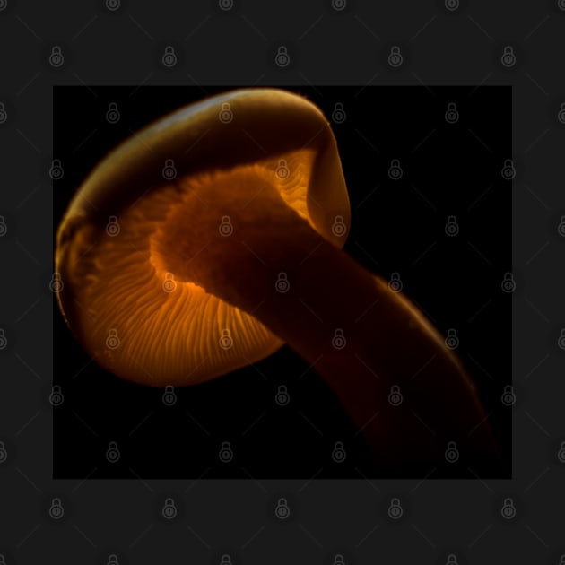 Mushroom Macro Glow by axp7884