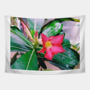 adenium obesum, desert rose, nature, flower, adenium, plant, rose, plants, succulent, desert, beautiful, pink, floral, obesum, flowers Tapestry