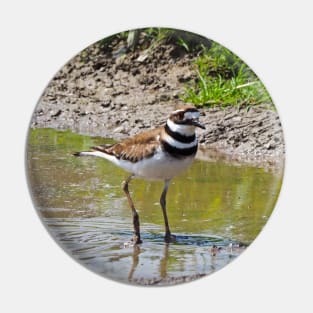 Killdeer Bird With Its Feet In The Water Pin