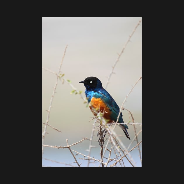 Superb Starling, Kenya by Carole-Anne