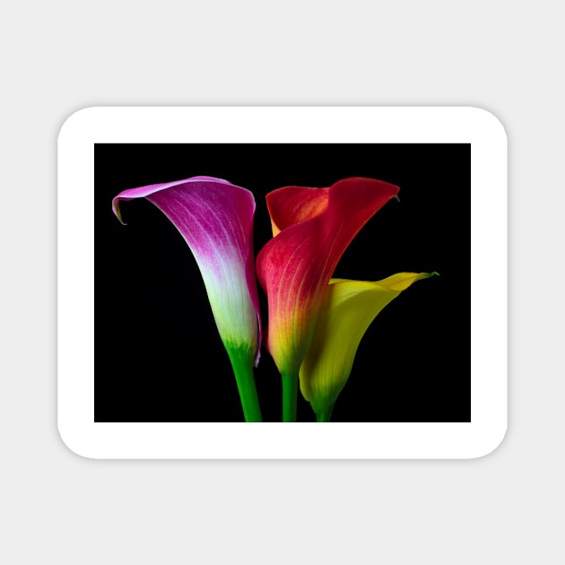 Three Colors Calla Lilies Magnet by photogarry