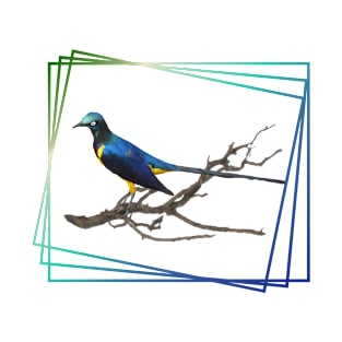 Golden-breasted Starling in Kenya / Africa - Birds T-Shirt