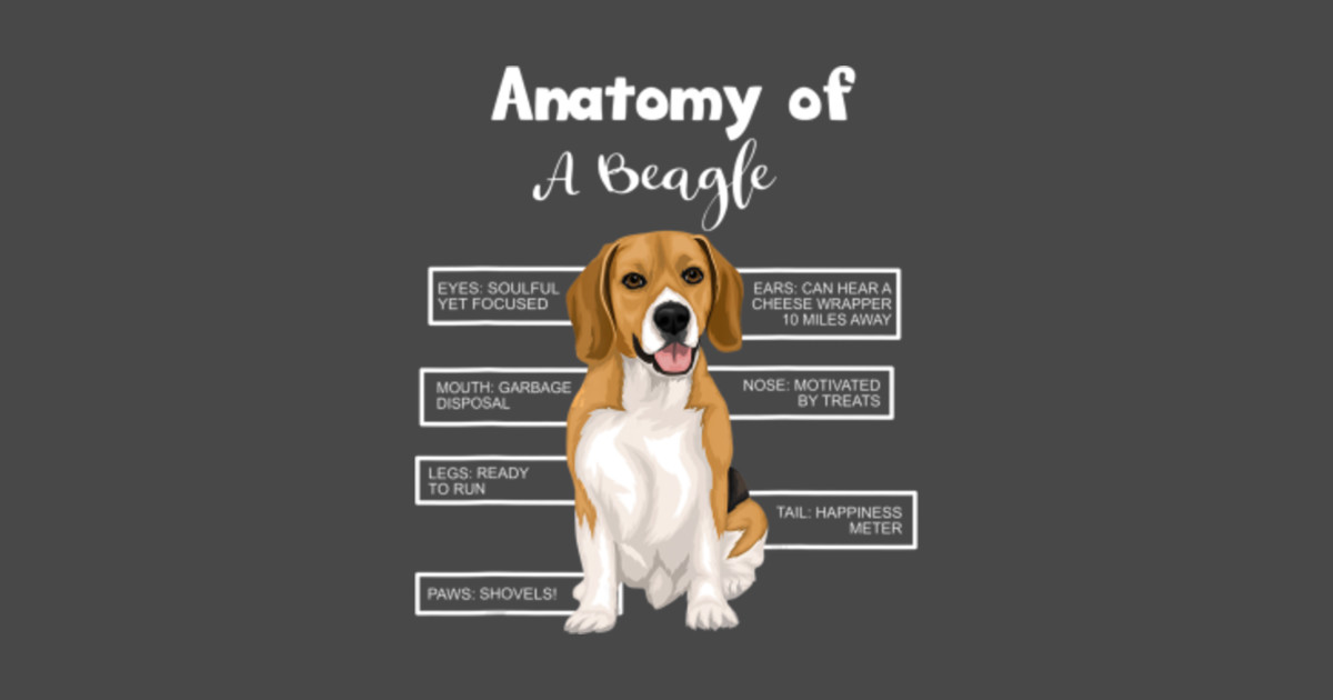 Anatomy Of A Beagle Funny Dog Lovers Beagle Funny Hoodie TeePublic