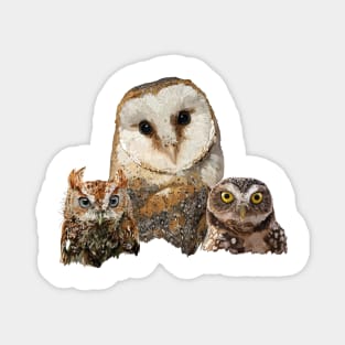 Scops owl, Little Owl and Owl Magnet