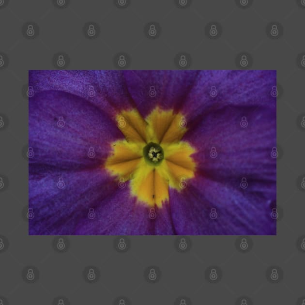 Purple Blue Primula by OVP Art&Design