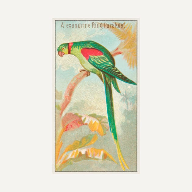 Alexandrine Ring Parakeet by WAITE-SMITH VINTAGE ART