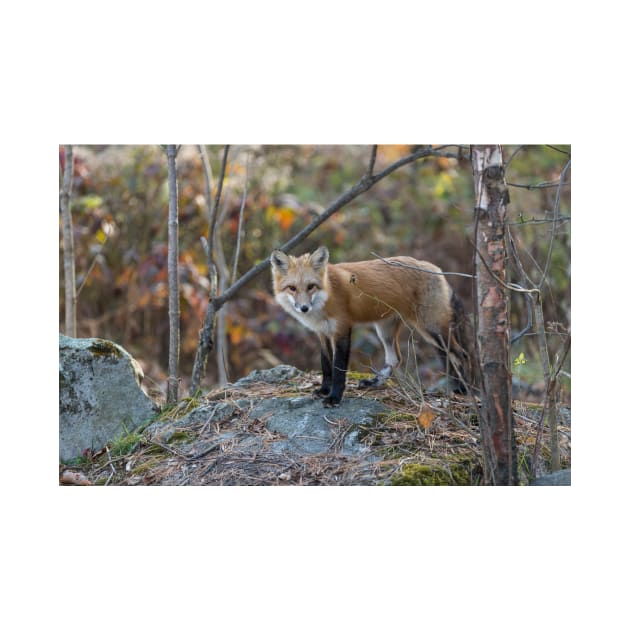 A lone Red Fox in the woods by josefpittner