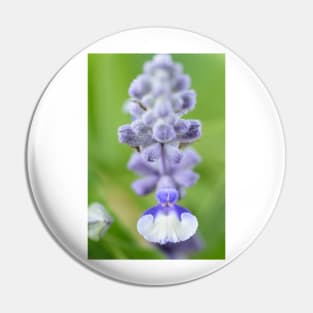 Salvia farinacea  &#39;Fairy Queen&#39;  Sage Pin