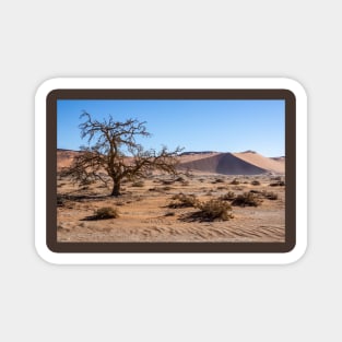 Acacia tree in the desert. Magnet