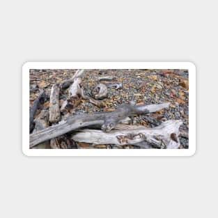 Driftwood on the shore Magnet