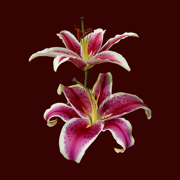 Lilies - Two Stargazer Lilies by SusanSavad