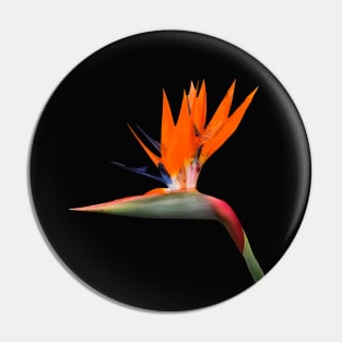 Bird of Paradise Cutout Pin