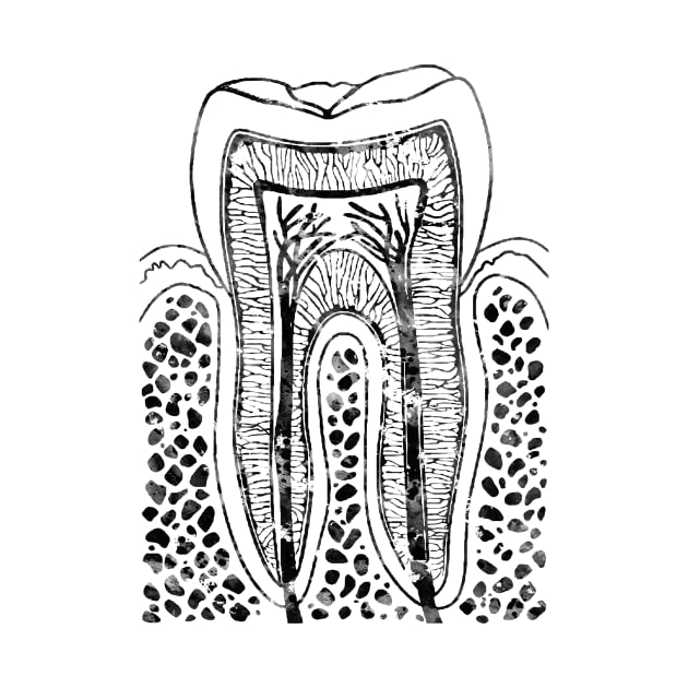 Tooth Structure by erzebeth