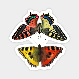 Two colored butterflies Magnet