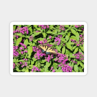 Butterfly On Pink Flowers Magnet