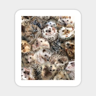 Hedgehogs Magnet