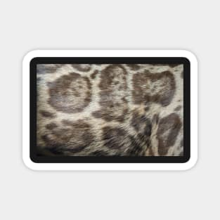 Neofelis nebulosa, clouded leopard fur abstract photo Magnet