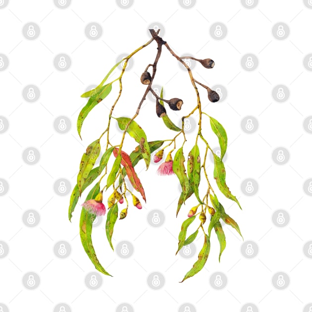 Watercolor eucalyptus branch with pink gum flowers and gum nuts by ZoyaArt