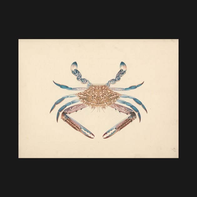 Portunua pelagicus (Blue Crab) by Luigi Balugani by Classic Art Stall