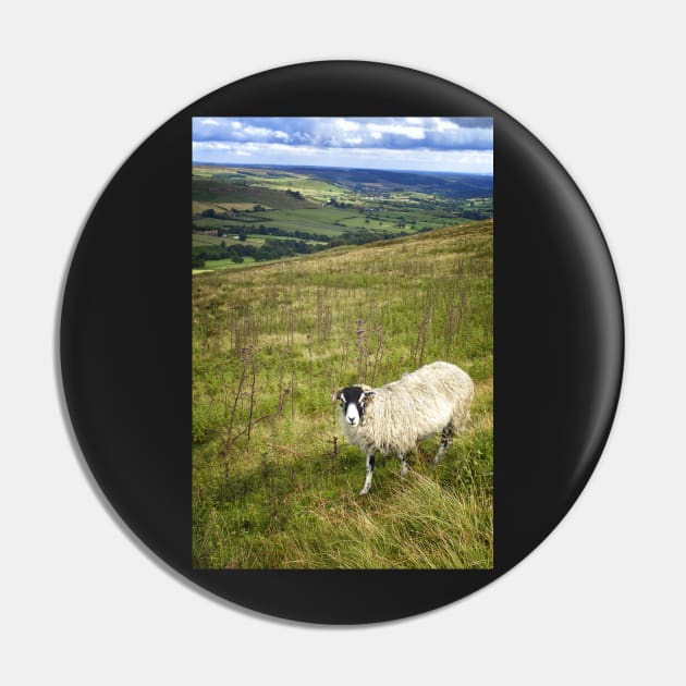 Black Face Sheep on the North York Moors Pin by heidiannemorris