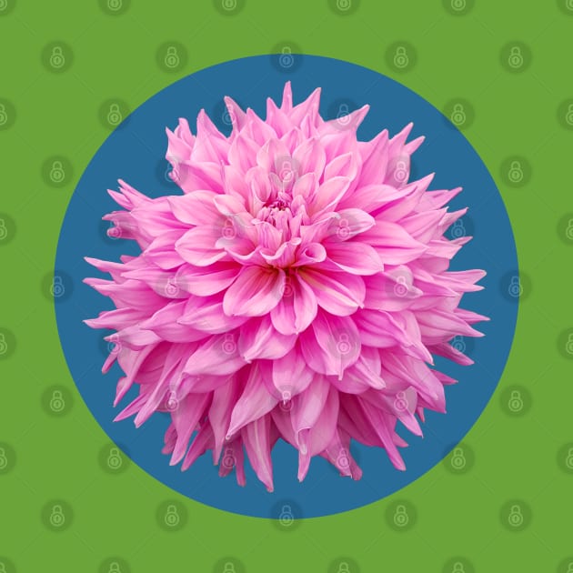 Hot Pink Ball Dahlia Blue Circle Flower by ellenhenryart