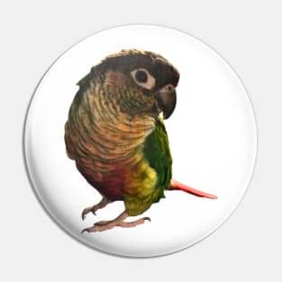 Green Cheek Conure Parrot Bird design, Love for birds Pin